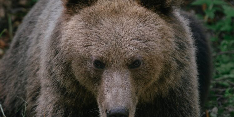 un-barbat-a-fost-atacat-de-urs-pe-o-strada-din-predeal-–-hotnews.ro