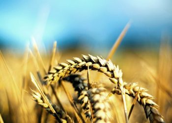 alerta-in-agricultura:-productia-romaniei-a-scazut-la-toate-culturile-in-2024!