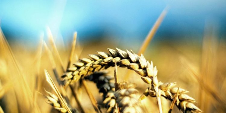 alerta-in-agricultura:-productia-romaniei-a-scazut-la-toate-culturile-in-2024!