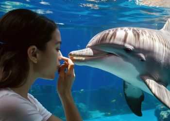 google-vrea-sa-te-ajute-sa-vorbesti-cu-delfinii:-cum-face-asta-cu-inteligenta-artificiala