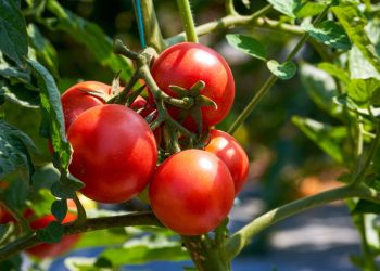 cat-a-ajuns-sa-coste-1-kg-de-rosii-intr-o-piata-din-sibiu