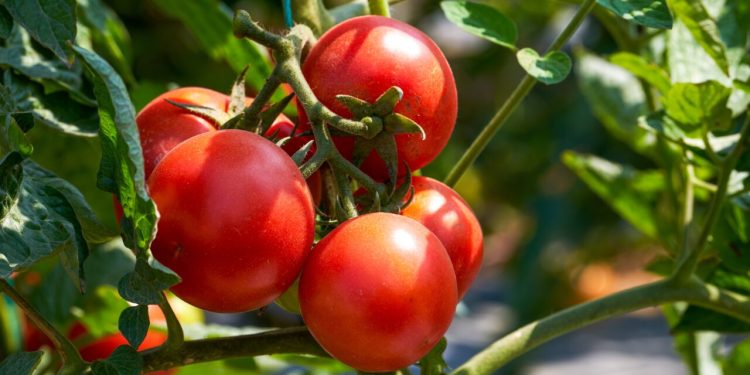 cat-a-ajuns-sa-coste-1-kg-de-rosii-intr-o-piata-din-sibiu