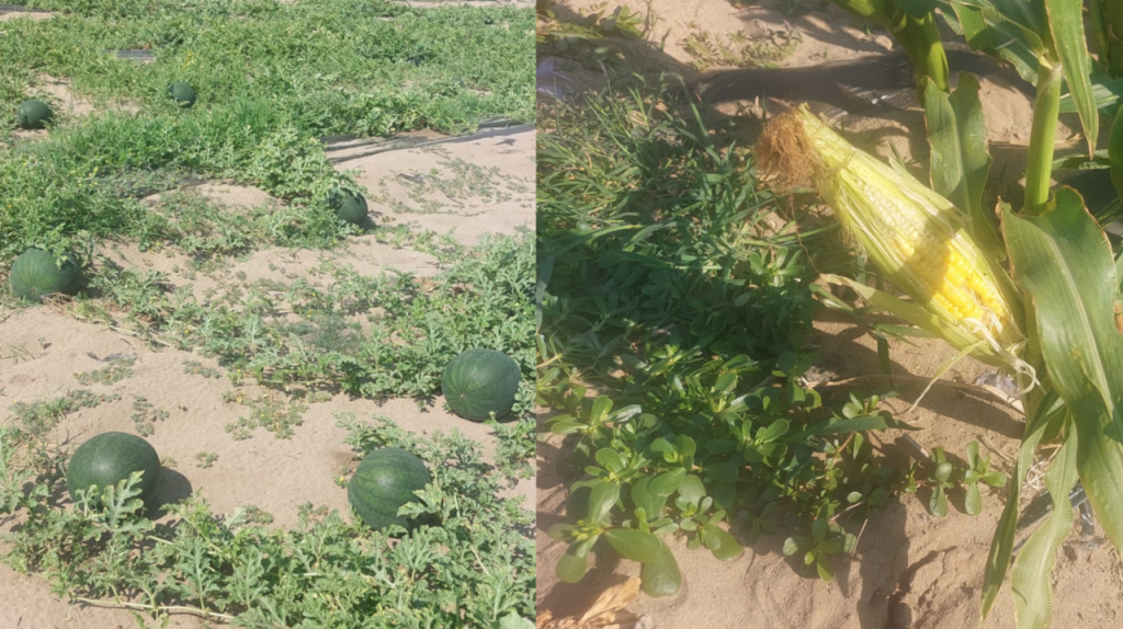 pepenii-romanesti,-tot-mai-putini.-fermierii-prefera-sa-cultive-porumb-zaharat