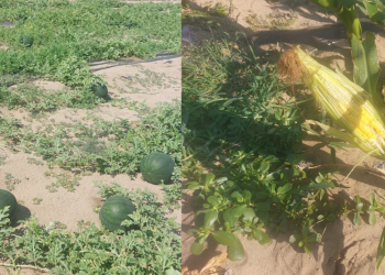 pepenii-romanesti,-tot-mai-putini.-fermierii-prefera-sa-cultive-porumb-zaharat