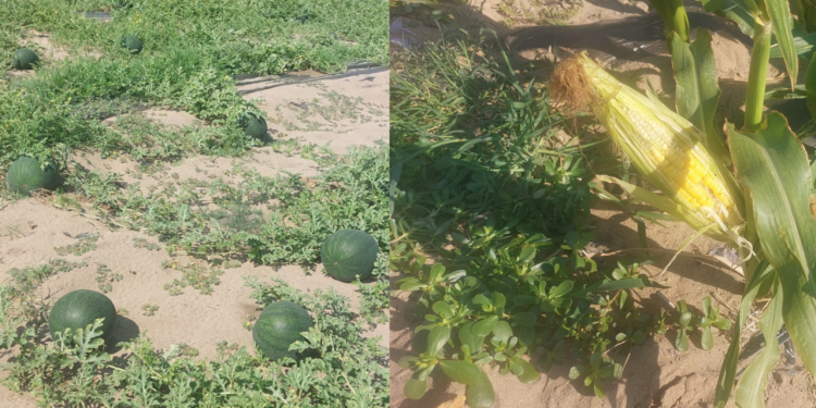 pepenii-romanesti,-tot-mai-putini.-fermierii-prefera-sa-cultive-porumb-zaharat