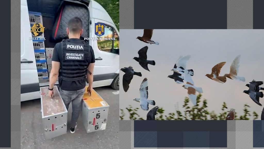 cum-a-incercat-o-banda-de-hoti-de-porumbei-sa-pacaleasca-mai-multi-milionari-din-romania