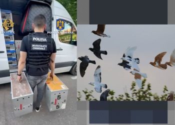 cum-a-incercat-o-banda-de-hoti-de-porumbei-sa-pacaleasca-mai-multi-milionari-din-romania