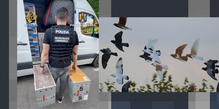 cum-a-incercat-o-banda-de-hoti-de-porumbei-sa-pacaleasca-mai-multi-milionari-din-romania