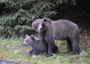 ce-pachet-propune-ministra-mediului-pentru-gestionarea-problemei-ursilor
