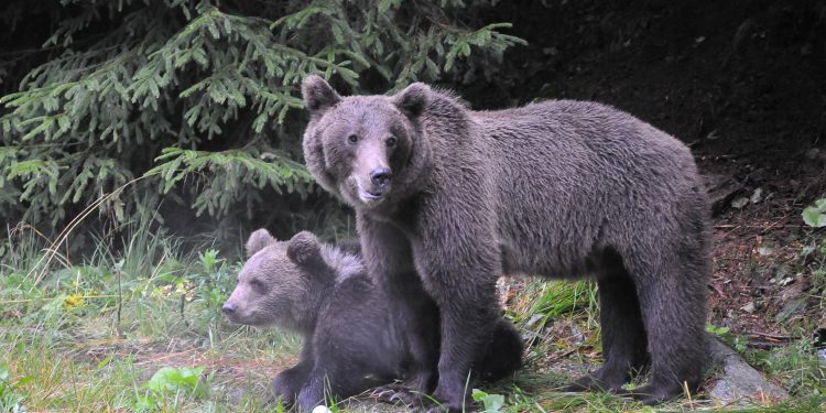 ce-pachet-propune-ministra-mediului-pentru-gestionarea-problemei-ursilor