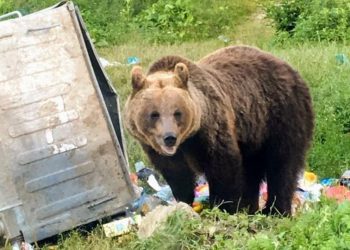 deputatii-psd-invita-guvernul-la-colaborare-pentru-legea-impotriva-hranirii-ursilor