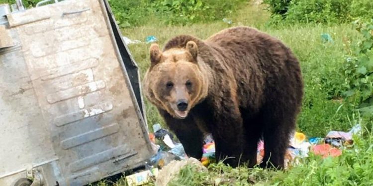 deputatii-psd-invita-guvernul-la-colaborare-pentru-legea-impotriva-hranirii-ursilor