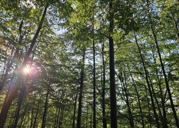 cum-a-fost-folosit-ai-ul-pentru-a-afla-la-ce-ora-canta-pasarile-padurii-–-hotnews.ro