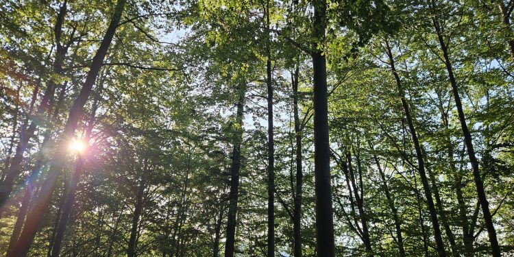 cum-a-fost-folosit-ai-ul-pentru-a-afla-la-ce-ora-canta-pasarile-padurii-–-hotnews.ro