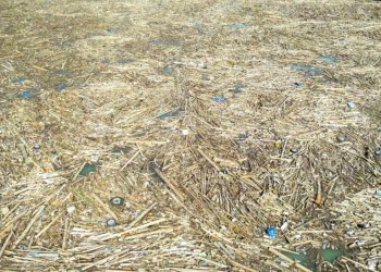 situatie-critica-la-barajul-bicaz.-80-de-mii-de-metri-cubi-de-lemne-aduse-de-viituri