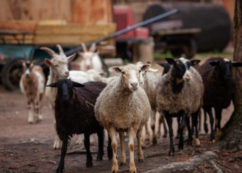 rusia-a-interzis-importul-de-ovine-si-caprine-din-romania