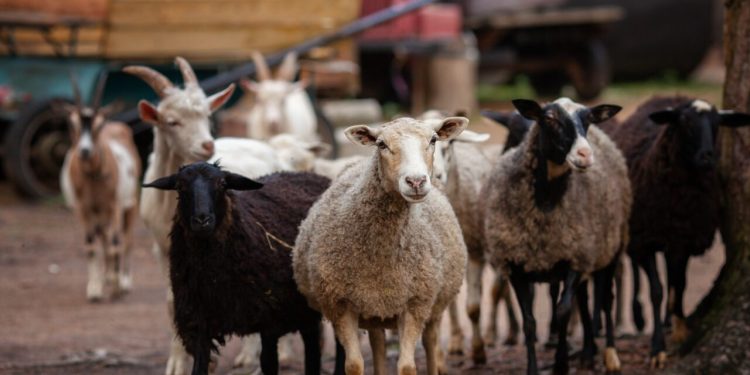 rusia-a-interzis-importul-de-ovine-si-caprine-din-romania