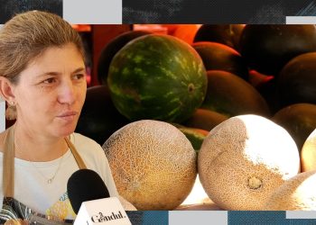 cum-alegem-un-pepene-copt-si-dulce.-cele-mai-tari-ponturi,-direct-de-la-producatori