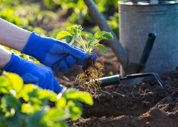 ce-legume-pot-fi-plantate-in-septembrie.-sfaturi-practice-pentru-a-avea-o-gradina-roditoare