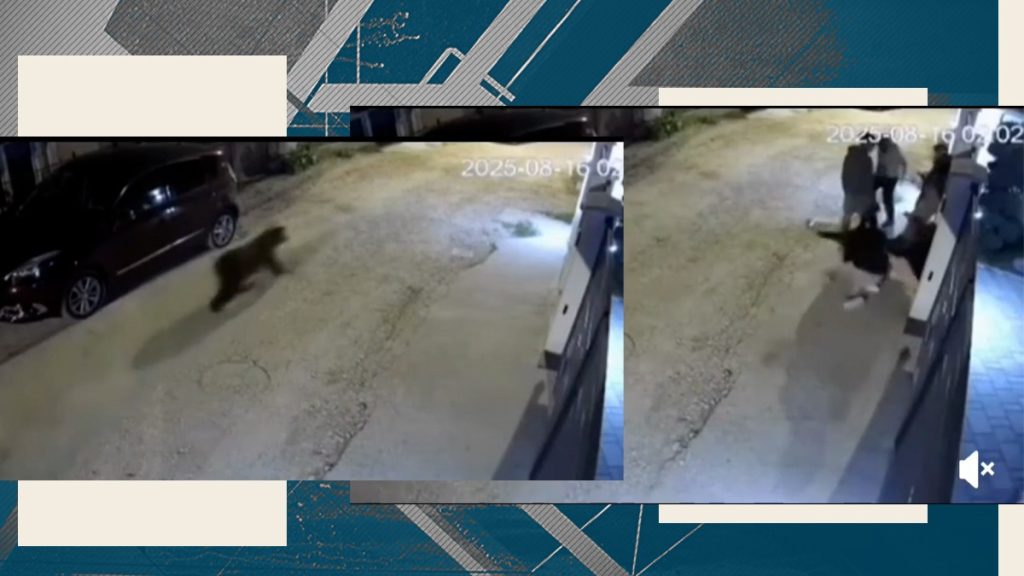 sase-tineri-au-fost-alergati-de-urs-in-sacele:-„am-vrut-sa-intru-in-curte,-dar-poarta-era-inchisa”