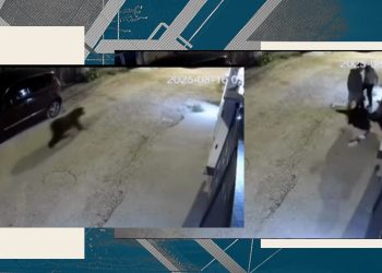 sase-tineri-au-fost-alergati-de-urs-in-sacele:-„am-vrut-sa-intru-in-curte,-dar-poarta-era-inchisa”