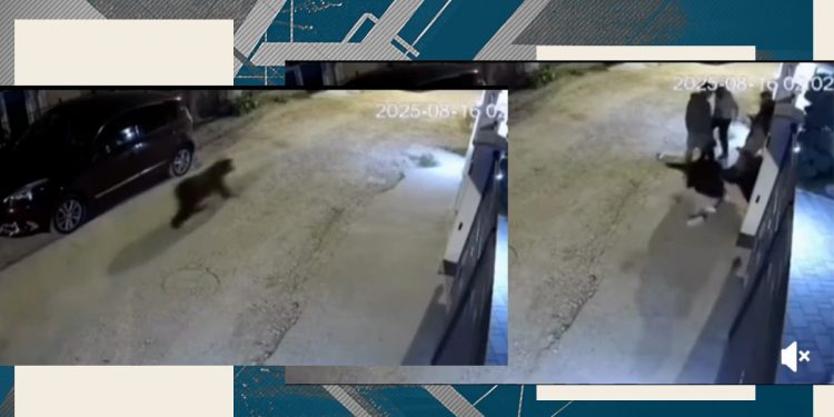 sase-tineri-au-fost-alergati-de-urs-in-sacele:-„am-vrut-sa-intru-in-curte,-dar-poarta-era-inchisa”