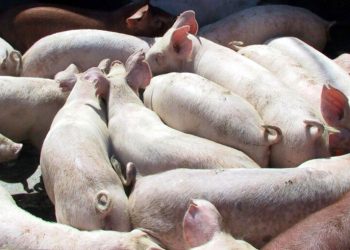alerta-sanitara-in-taiwan.-primul-focar-de-pesta-porcina-africana-a-fost-confirmat