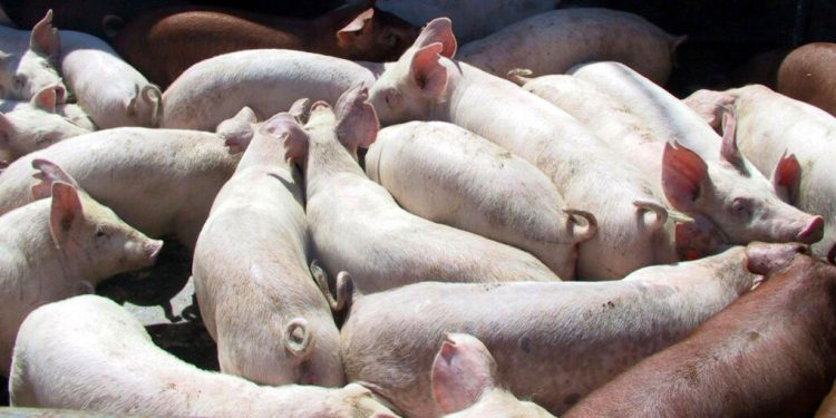 alerta-sanitara-in-taiwan.-primul-focar-de-pesta-porcina-africana-a-fost-confirmat