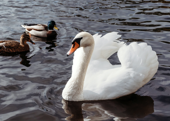 elvetia-extinde-masurile-impotriva-gripei-aviare.-virusul-circula-in-toata-europa