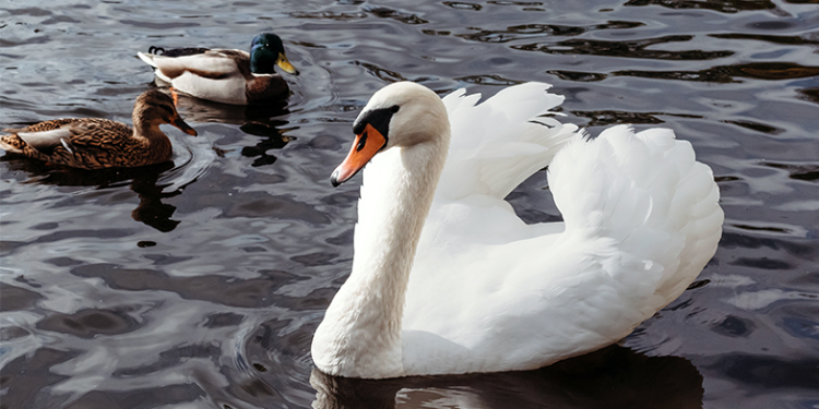 elvetia-extinde-masurile-impotriva-gripei-aviare.-virusul-circula-in-toata-europa