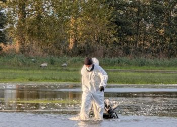 primul-deces-uman-cauzat-de-virusul-gripei-aviare-h5n5-inregistrat-in-sua