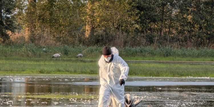 primul-deces-uman-cauzat-de-virusul-gripei-aviare-h5n5-inregistrat-in-sua