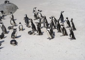pinguinii-africani-sunt-decimati-de-foamete-si-in-pericol-de-disparitie