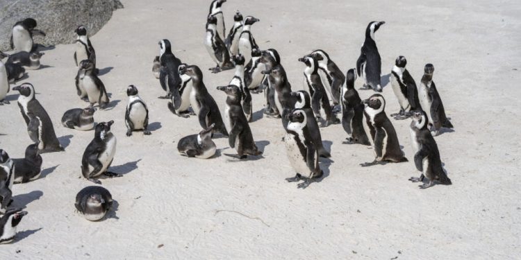 pinguinii-africani-sunt-decimati-de-foamete-si-in-pericol-de-disparitie