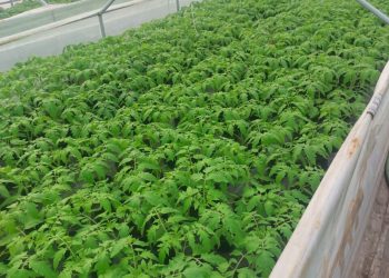o-noua-categorie-de-producatori-ar-putea-fi-afectata-de-taxele-bolojan.-care-ar-putea-fi-efectul-devastator-asupra-preturilor-alimentelor