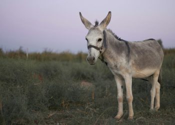 invazia-magarilor:-oamenii-s-au-trezit-cu-o-multime-de-magari-in-curtile-lor,-prin-oras,-dand-buzna-si-la-nunti-sau-alte-petreceri