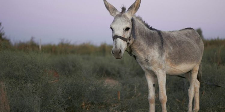 invazia-magarilor:-oamenii-s-au-trezit-cu-o-multime-de-magari-in-curtile-lor,-prin-oras,-dand-buzna-si-la-nunti-sau-alte-petreceri
