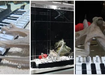 un-muzician-a-invatat-o-caracatita-sa-cante-la-pian,-in-6-luni.-cel-mai-mare-pianist-pe-care-marea-l-a-cunoscut-vreodata