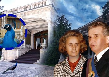 la-36-de-ani-de-la-revolutie,-urmasii-paunilor-lui-nicolae-ceausescu-se-plimba-inca-liberi-prin-gradina-resedintei-din-primaverii