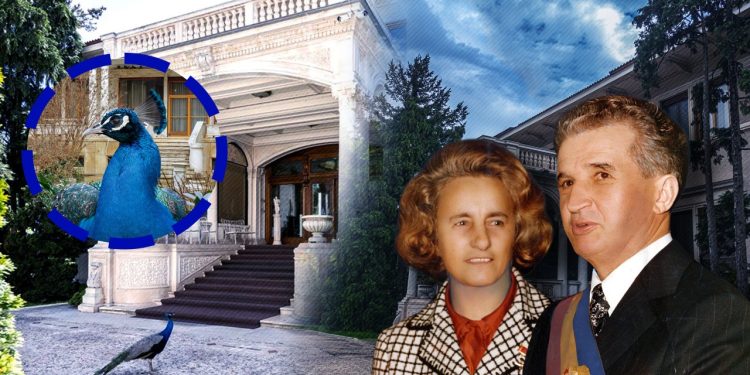 la-36-de-ani-de-la-revolutie,-urmasii-paunilor-lui-nicolae-ceausescu-se-plimba-inca-liberi-prin-gradina-resedintei-din-primaverii