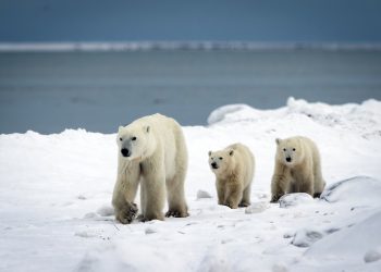 video-un-pui-de-urs-polar-orfan-si-a-gasit-o-mama-adoptiva-intr-o-situatie-documentata-doar-de-cateva-ori-in-salbaticie-–-hotnews.ro