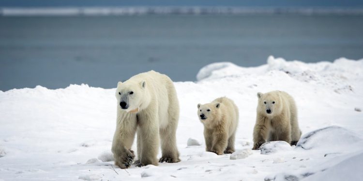 video-un-pui-de-urs-polar-orfan-si-a-gasit-o-mama-adoptiva-intr-o-situatie-documentata-doar-de-cateva-ori-in-salbaticie-–-hotnews.ro