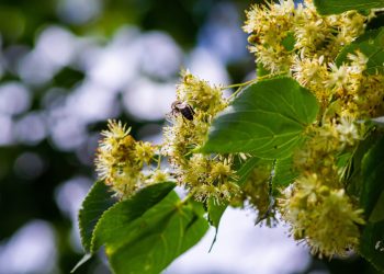 in-ce-perioada-din-an-este-bine-sa-plantezi-teiul.-etapele-peste-care-sa-nu-sari,-pentru-ca-arborele-sa-se-dezvolte-corect