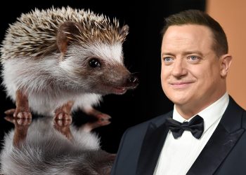 brendan-fraser-a-explicat-de-ce-a-inchiriat-un-arici-dupa-ce-a-castigat-premiul-oscar-–-hotnews.ro