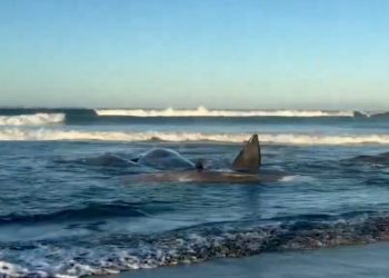 sase-balene-au-murit-dupa-ce-au-esuat-pe-o-plaja-din-noua-zeelanda