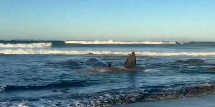 sase-balene-au-murit-dupa-ce-au-esuat-pe-o-plaja-din-noua-zeelanda