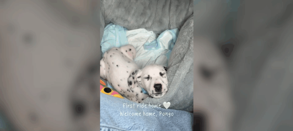 imaginile-cu-pongo,-un-pui-de-dalmatian-care-doarme-in-drum-spre-noua-sa-casa,-s-au-viralizat-rapid