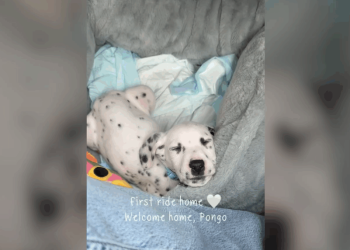 imaginile-cu-pongo,-un-pui-de-dalmatian-care-doarme-in-drum-spre-noua-sa-casa,-s-au-viralizat-rapid