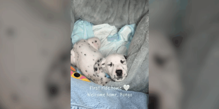 imaginile-cu-pongo,-un-pui-de-dalmatian-care-doarme-in-drum-spre-noua-sa-casa,-s-au-viralizat-rapid