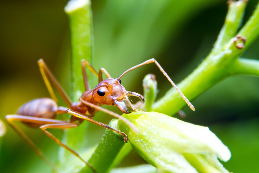 o-insecta-de-doar-1,5-milimetri-ameninta-sa-invadeze-franta-–-hotnews.ro